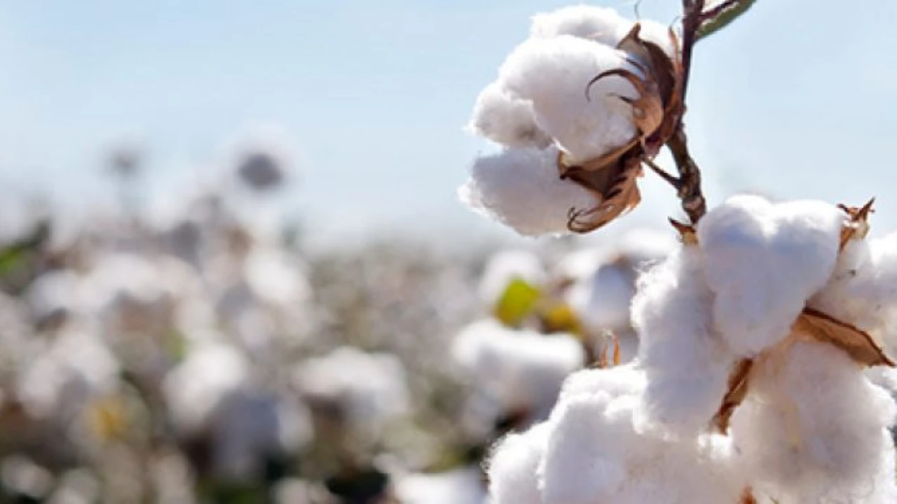 Early cotton cultivation to give bumper production: DD Agriculture