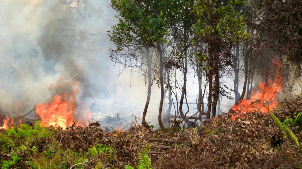 Three-day long fire in Musa Khail burns forest 