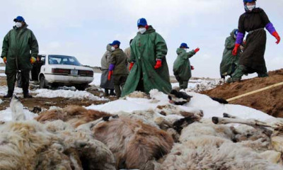 شدید سردی کے باعث منگولیا میں لاکھوں جانور ہلاک