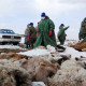 شدید سردی کے باعث منگولیا میں لاکھوں جانور ہلاک