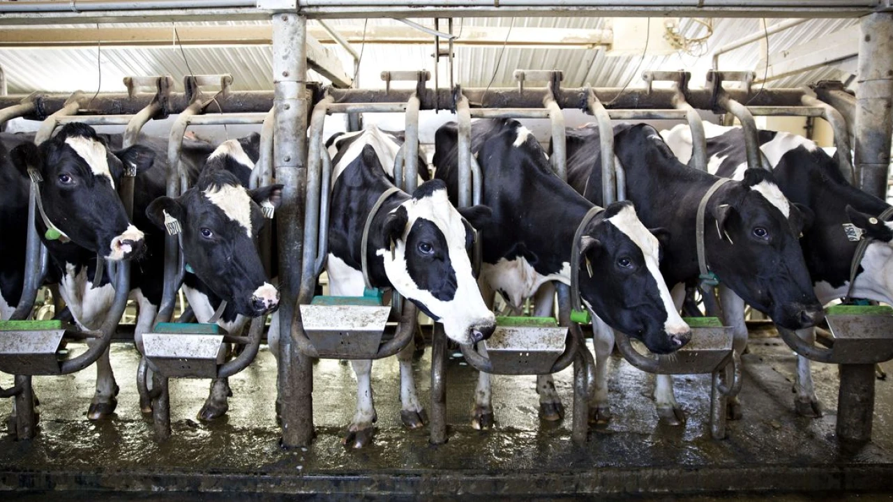 9 charts that show US factory farming is even bigger than you realize
