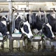 9 charts that show US factory farming is even bigger than you realize