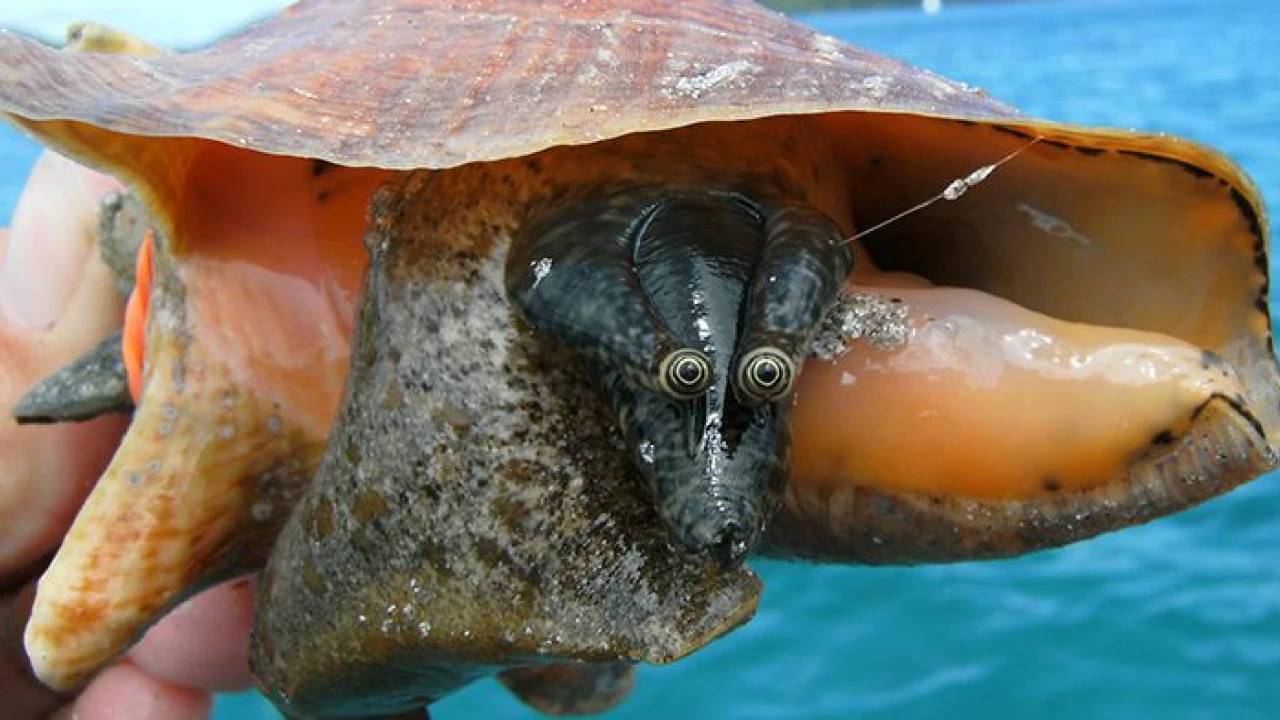 Good news! Scientists are throwing a sex party ... for giant marine snails.