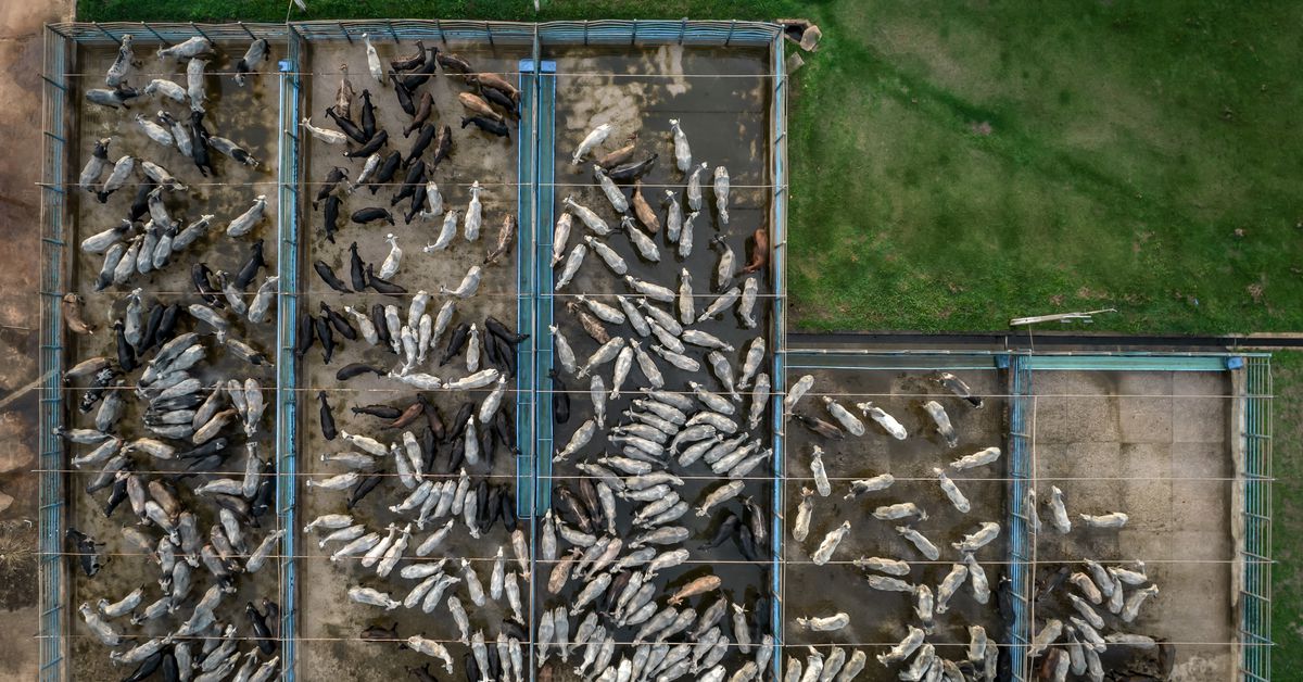 Why New York is suing the world’s biggest meat company