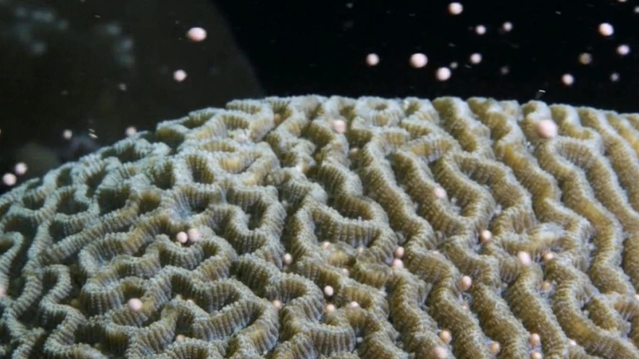 Many coral reefs are dying. This one is exploding with life.
